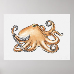Darstellung eines Oktopus Poster