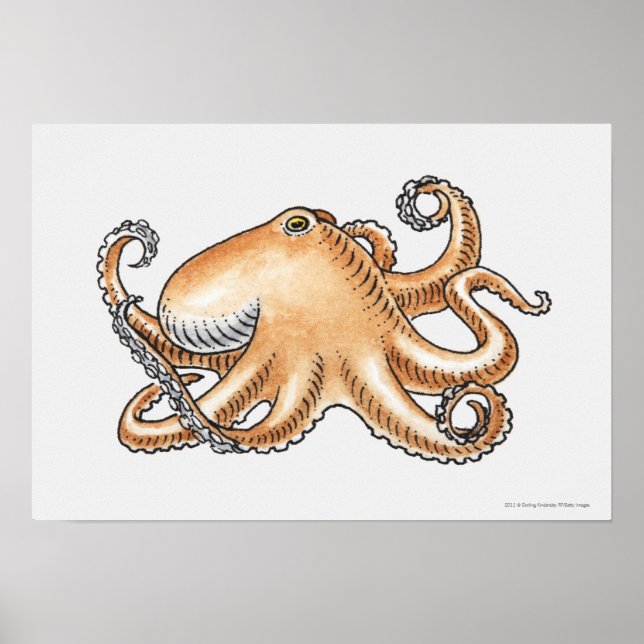 Darstellung eines Oktopus Poster (Vorne)