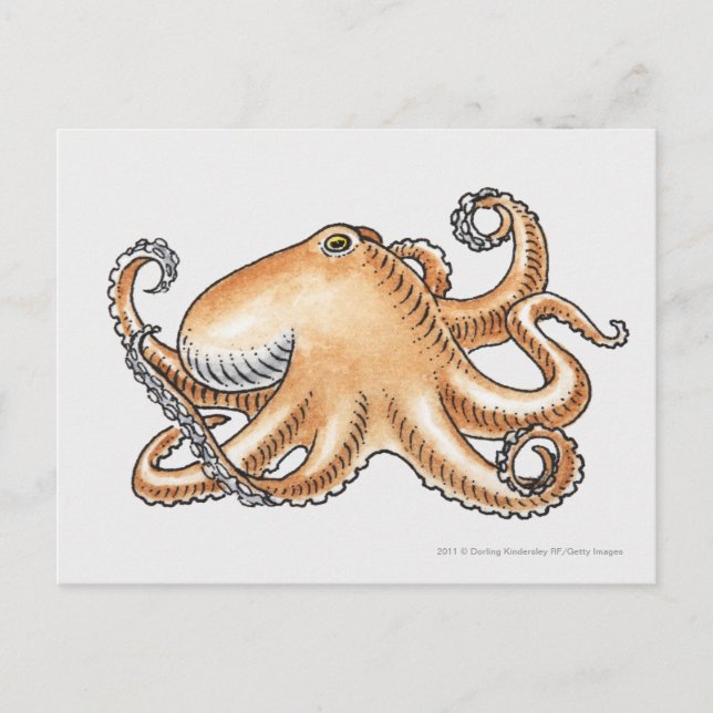 Darstellung eines Oktopus Postkarte (Vorderseite)