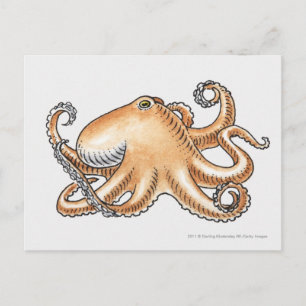 Darstellung eines Oktopus Postkarte