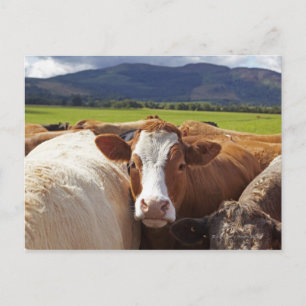 Darstellung eines Paares von Kühen im Feld Postkarte