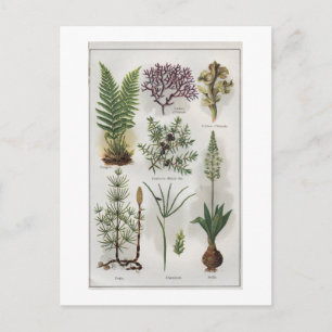 Darstellung in "MON DOCTEUR" Postkarte