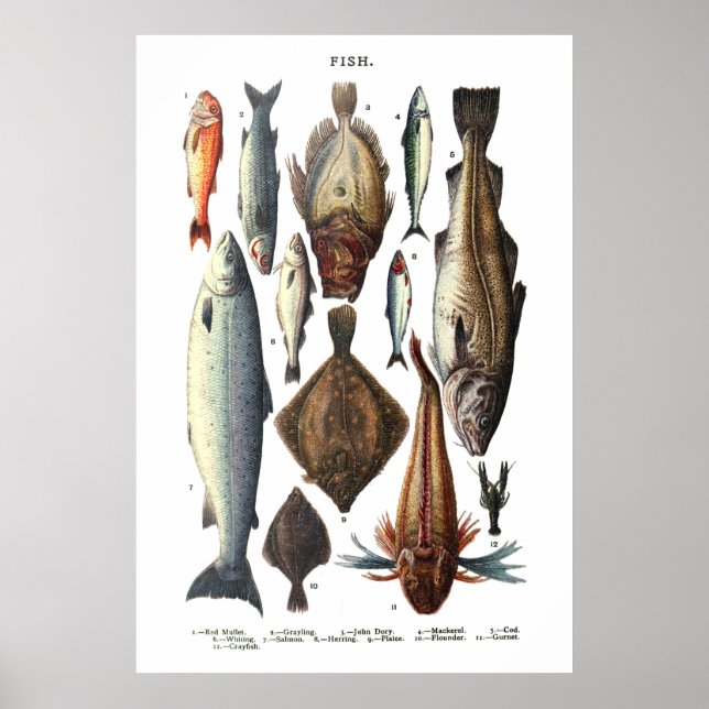 Darstellung verschiedener Arten von Fischen Poster (Vorne)