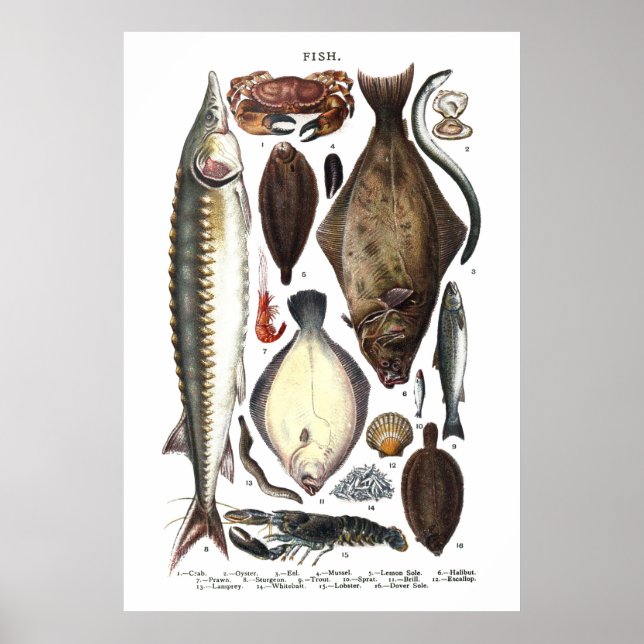 Darstellung verschiedener Arten von Fischen Poster (Vorne)