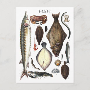 Darstellung verschiedener Arten von Fischen Postkarte