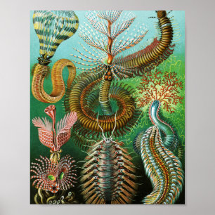 Darstellung von Chaetopoda durch Ernst Haeckel Poster