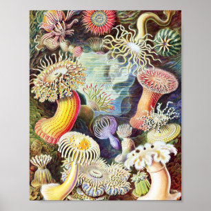 Darstellung von Meeresanemonen durch Ernst Haeckel Poster