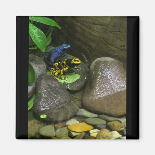 Dart Frog Buddies Magnet