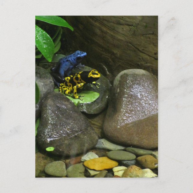 Dart Frog Buddies Postkarte (Vorderseite)