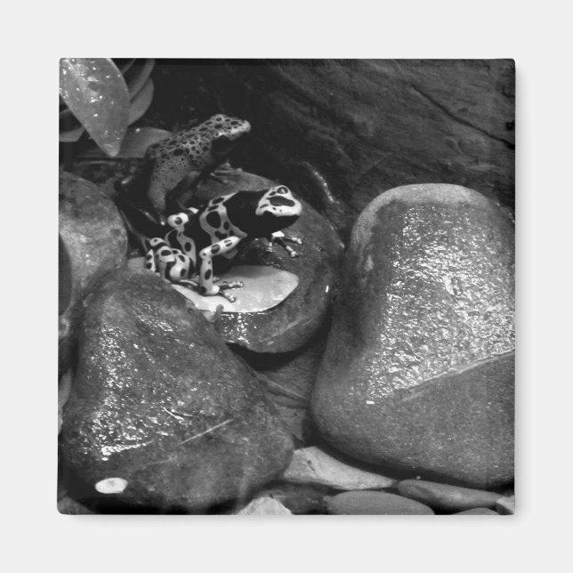 Dart Frogs Sharing Rock B+W Magnet (Vorne)