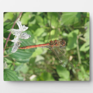Darter Dragonfly Plaque Fotoplatte