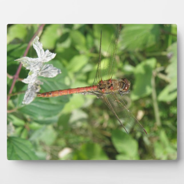 Darter Dragonfly Plaque Fotoplatte (Vorderseite)