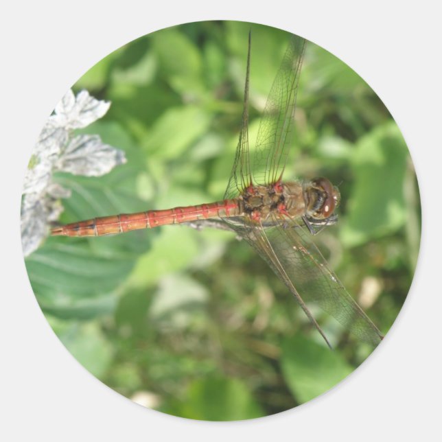 Darter Dragonfly Stickers (Vorderseite)