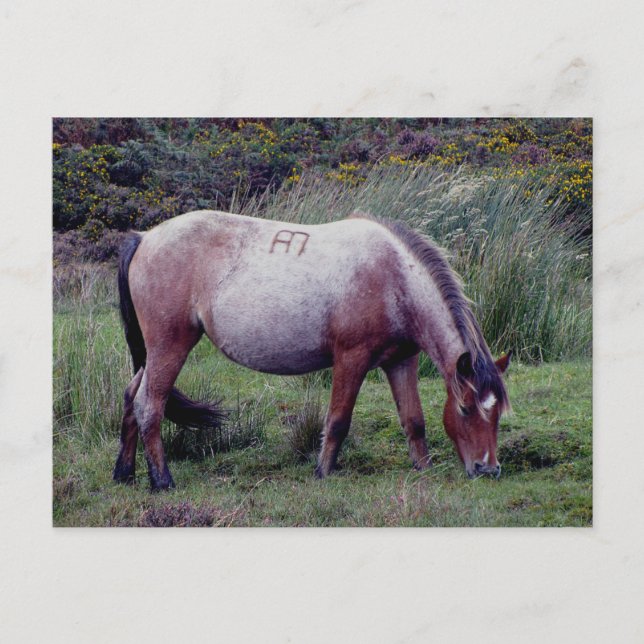 Dartmooe Pony Grazeing Autunm Postkarte (Vorderseite)