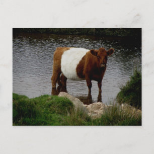 Dartmoor Galloway Kuh Stehend im Fluss Postkarte
