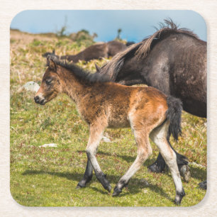 Dartmoor Pony Baby bei Haytor rock Devon UK Rechteckiger Pappuntersetzer