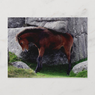 Dartmoor Pony Foal Juckreiz Bone Hill Rocks Postkarte