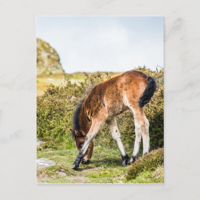 Dartmoor Pony Foal vor Haytor rock uk Postkarte (Vorderseite)
