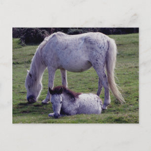 Dartmoor Pony Gray Mare Grazeing Foal Resting Postkarte