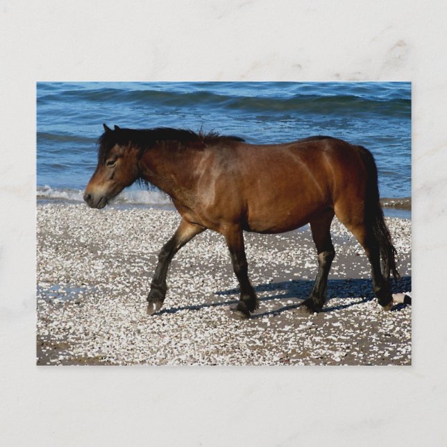 Dartmoor Pony zu Fuß auf dem abgelegenen Südstrand Postkarte (Vorderseite)