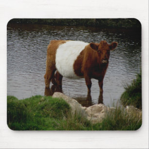 Dartmoor schnallte Galloway-Kuh um, die im Fluss Mousepad