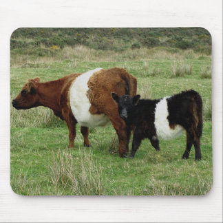 Dartmoor schnallte Gallowaykuh und -kalb um Mousepad