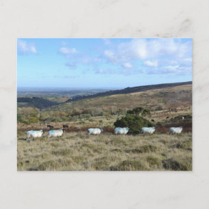 Dartmoor Sheep Postkarte