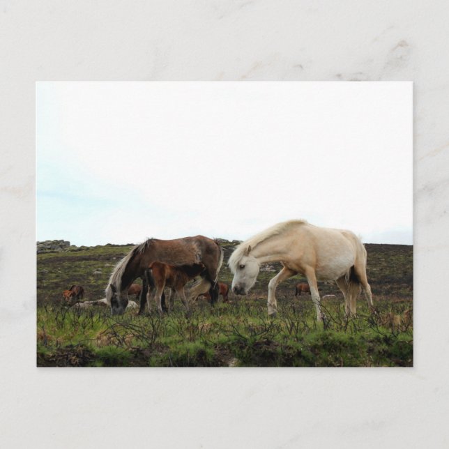 Dartmoor Wild Ponies Postkarte (Vorderseite)