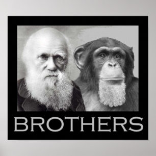 Darwin und Chimp Brothers Poster