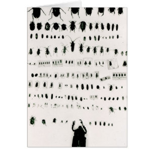 Darwins Insektensammlung