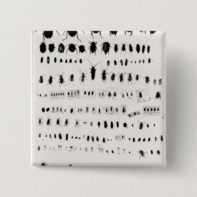 Darwins Insektensammlung Button (Vorderseite)