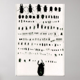 Darwins Insektensammlung Poster