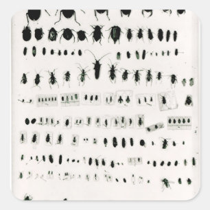 Darwins Insektensammlung Quadratischer Aufkleber