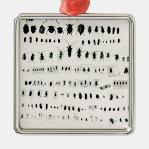 Darwins Insektensammlung Silbernes Ornament