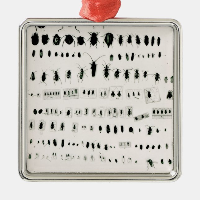 Darwins Insektensammlung Silbernes Ornament (Vorne)
