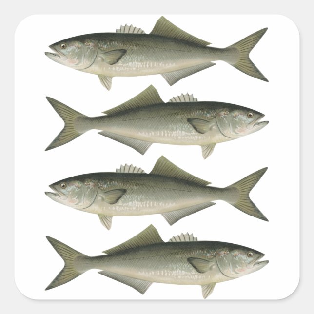 Das Abenteuer der Fischzucht Quadratischer Aufkleber (Vorderseite)