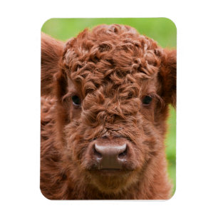 Das Adorable Highland Calf Magnet