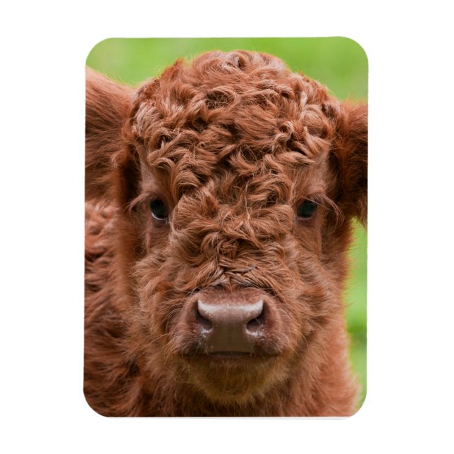 Das Adorable Highland Calf Magnet (Vertikal)
