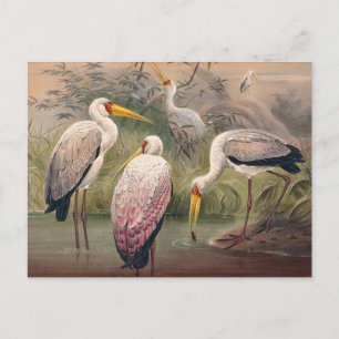 Das afrikanische Holz Ibis von Joseph Wolf Postkarte