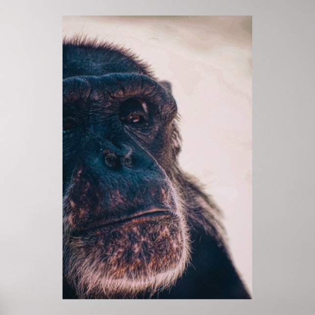 DAS ÄLTESTE CHIMPANZEI POSTER (Vorne)