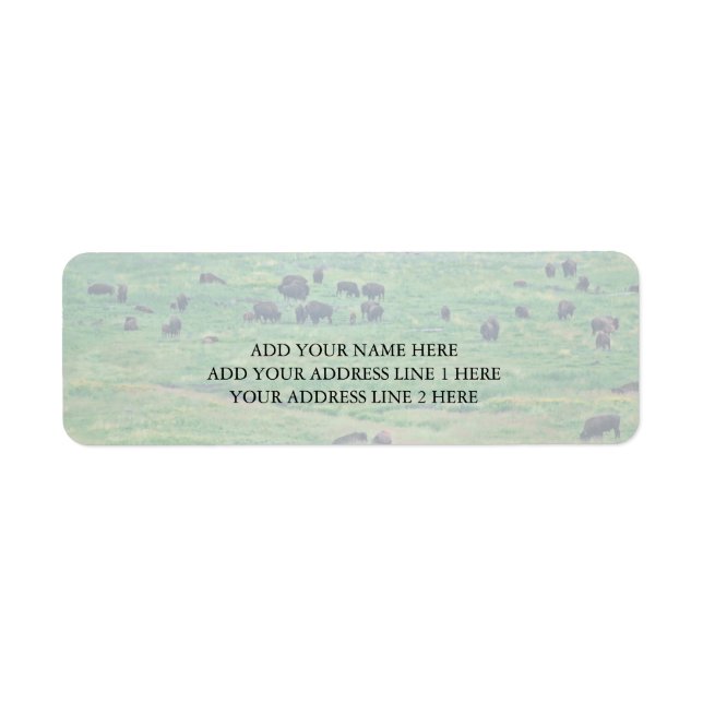 Das amerikanische Bison (Vorne)