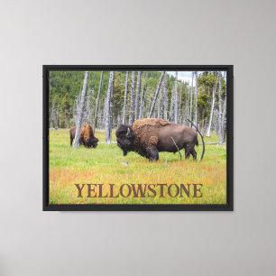 Das amerikanische Bison des Yellowstone Leinwanddruck