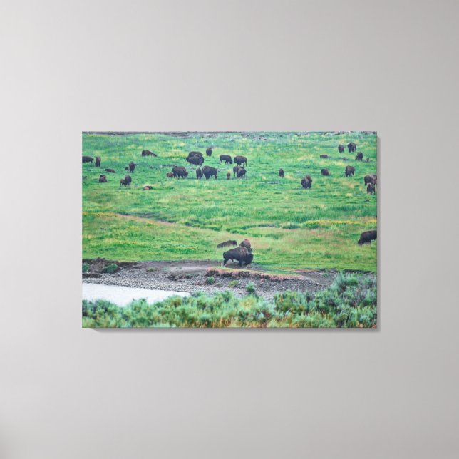 Das amerikanische Bison Leinwanddruck (Vorderseite)