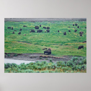 Das amerikanische Bison Poster