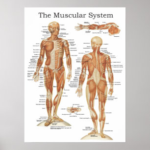 Das Anatomie-Poster des Muskelsystems 18 x 24 Poster