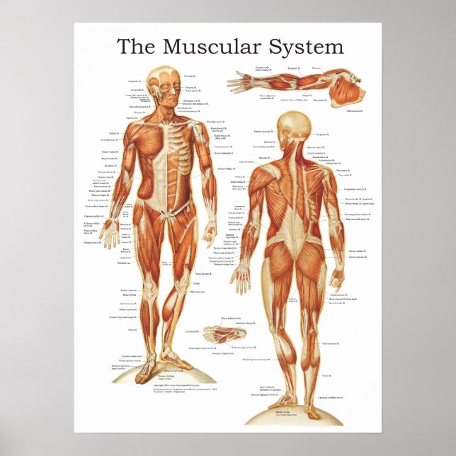 Das Anatomie-Poster des Muskelsystems 18 x 24 Poster (Vorne)