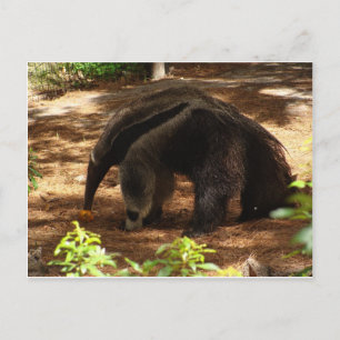 Das Anteater Postkarte