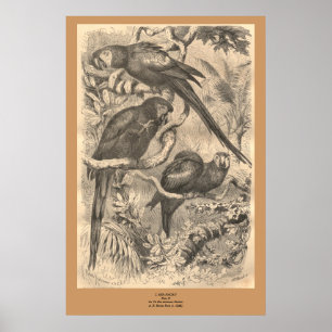 Das Ara Poster