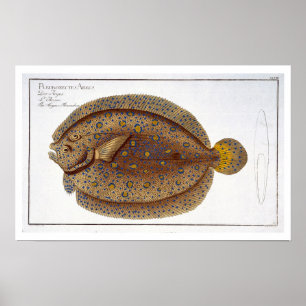 Das Argus Flounder (Pleuronectes Argus) Platte XLV Poster