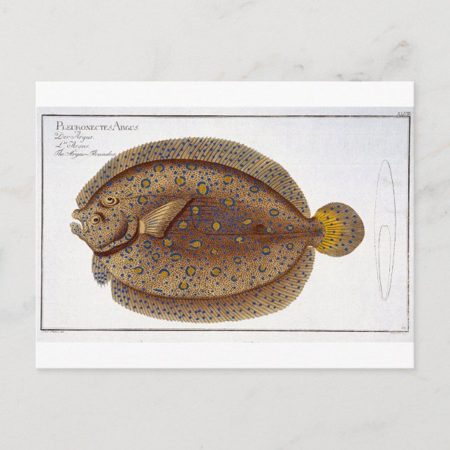 Das Argus Flounder (Pleuronectes Argus) Platte XLV Postkarte (Vorderseite)